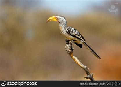 A yellow-billed hornbill (Tockus flavirostris) perched on a branch, South Africa