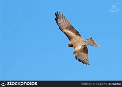 A yellow-billed kite (Milvus aegyptius) in flight against a clear blue sky, South Africa
