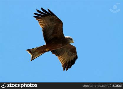 A yellow-billed kite (Milvus aegyptius) in flight against a clear blue sky, South Africa
