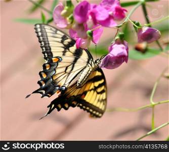 a yellow butterfly on sweet peas flowers