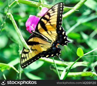 a yellow butterfly on sweet peas flowers