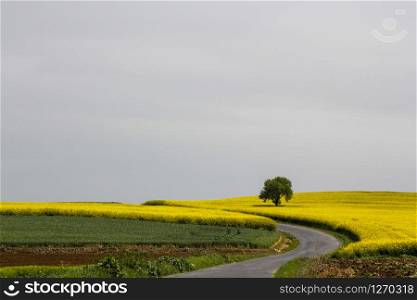 A yellow canola field and a tree and Road on the hill