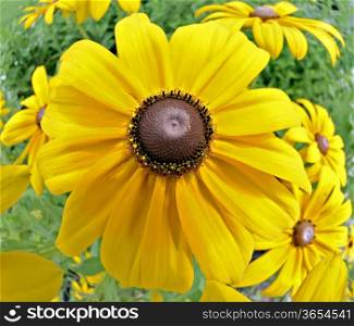 A yellow daisy om a garden.