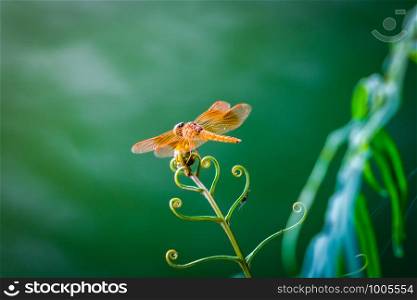 A yellow dragonfly with wings on natural leaf outdoor in tropical forest in summer season. A colorful insect in Hanoi, Vietnam. Animal.