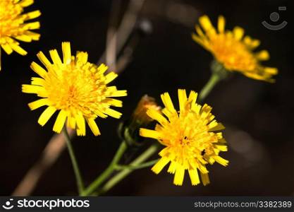 A yellow flower macro - Yellow Hawkweed, latin: Hieracium Pratense