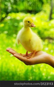 a yellow fluffy gosling in the hand
