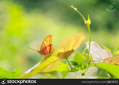 A yellow monarch, a butterfly, on natural leaf in forest. An insect in Kanchanaburi, Thailand.
