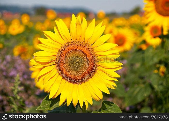 a yellow sunflower flower head stands out in a field full of sunflowers, beautiful blurred background behind the yellow plant. Sunflower flower head sticks out in a field full of sunflowers