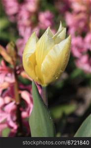 A yellow tulip with early morning dew drops