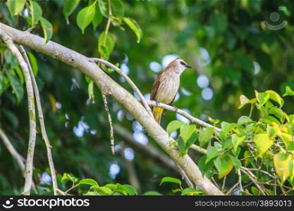 A Yellow-vented Bulbul (Pycnonotus goiavier) perching on the branch
