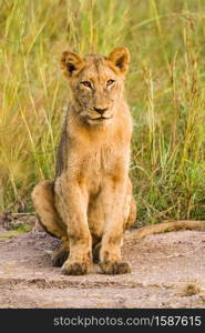A young African Lion cub on a dirt road in a South African Game Reserve