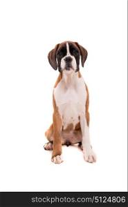 A young and beautiful boxer puppy, isolated over white background