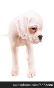 A young and beautiful boxer puppy, isolated over white background