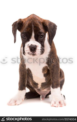 A young and beautiful boxer puppy, isolated over white background