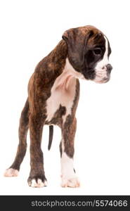 A young and beautiful boxer puppy, isolated over white background