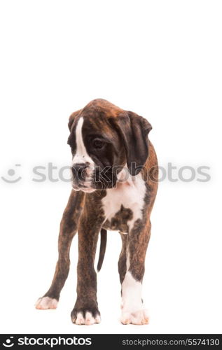 A young and beautiful boxer puppy, isolated over white background