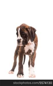 A young and beautiful boxer puppy, isolated over white background