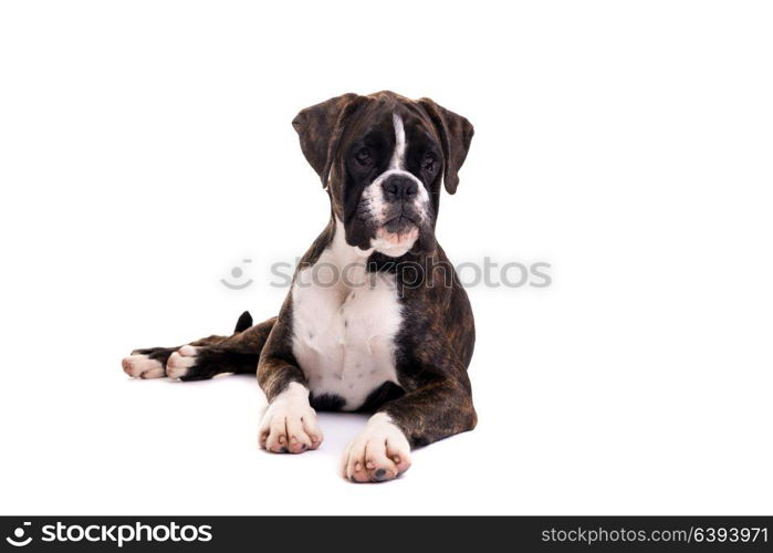 A young and beautiful boxer puppy, isolated over white background