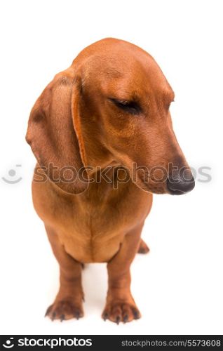 A young and beautiful teckel puppy, isolated over white background