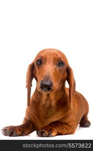 A young and beautiful teckel puppy, isolated over white background