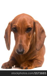 A young and beautiful teckel puppy, isolated over white background