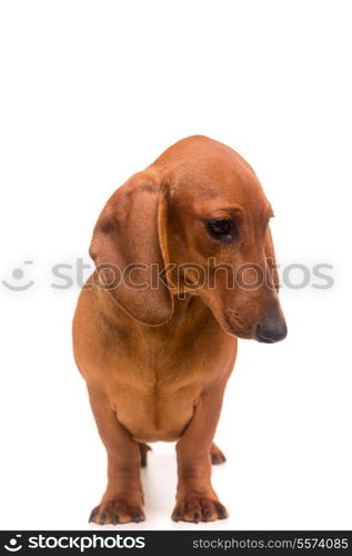 A young and beautiful teckel puppy, isolated over white background