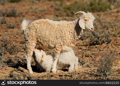 A young angora goat kid suckling milk from its mother on a rural farm, South Africa 