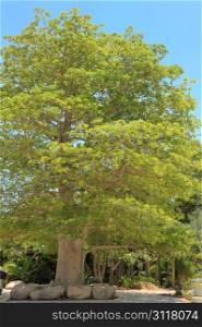 A young baobab tree in the Ein Gedi botanical garden