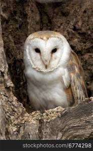 A young Barn Owl (Tyto alba) in its roost in a dead tree in North Yorkshire in the United Kingdom