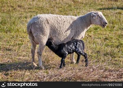 A young black sheep lamb with white spots suckles with its mother. Both stand in the sun on a lush green meadow. A young sheep lamb suckles with its mother