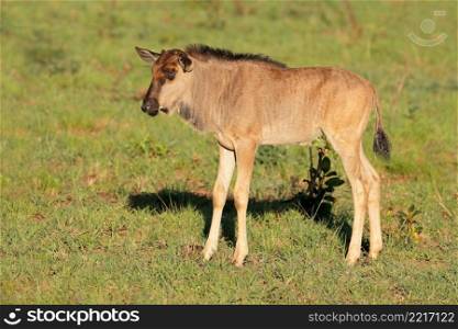 A young blue wildebeest calf (Connochaetes taurinus), South Africa