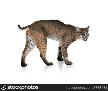 A Young Bobcat On White Background