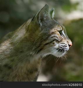 A Young Bobcat Portrait,Close Up