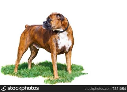 A young boxer pauses from his playful nature. Isolated on a white background