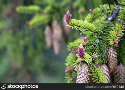 A young branch of spruce with coniferous cones, focused on one pink beautiful new cone against the background of old coniferous cones.. Young spruce branches with cones on the background of old cones