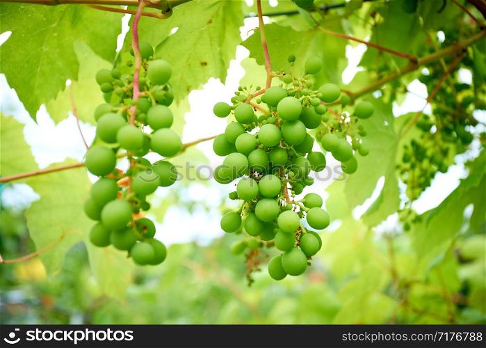 A young bunch of grapes. wine grapes
