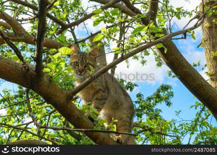 A young Cat standing on a tree between branches.. A young Cat standing on a tree between branches