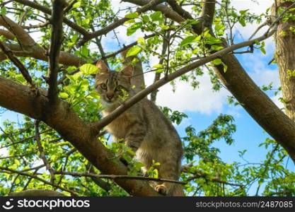 A young Cat standing on a tree between branches.. A young Cat standing on a tree between branches
