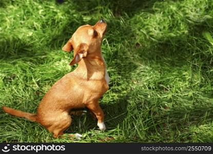 A young chihuahua puppy outside on green grass