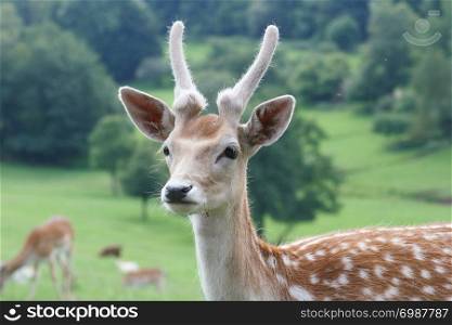 A young deer antlers, the bull still in the bast). Ein junger Damhirsch-Bulle das Geweih noch im Bast
