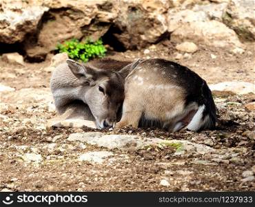 A young deer lies on the ground early in the morning.