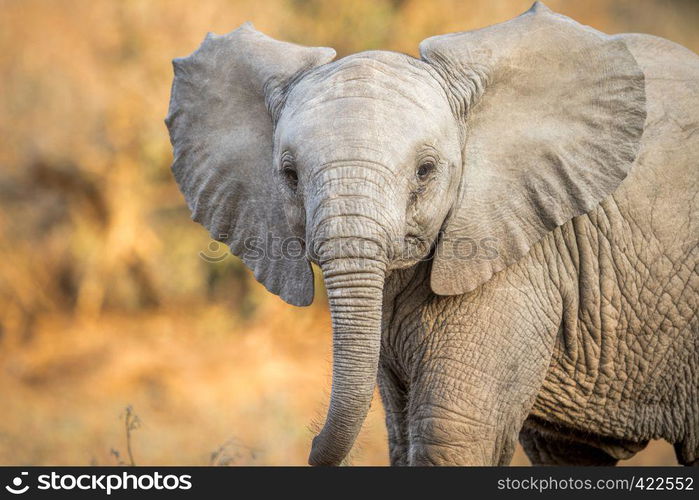 A Young Elephant starring at the camera in the Kruger National Park, South Africa.