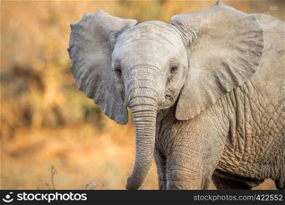 A Young Elephant starring at the camera in the Kruger National Park, South Africa.