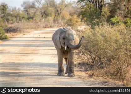 A young Elephant walking towards the camera in the Kruger National Park, South Africa.