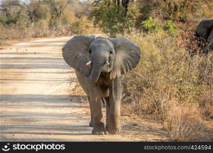 A young Elephant walking towards the camera in the Kruger National Park, South Africa.
