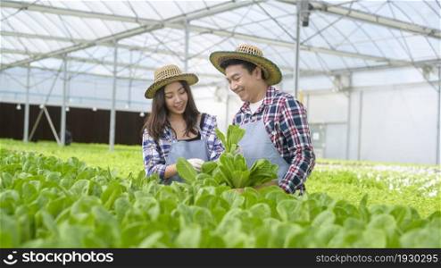A young farmer couple working in hydroponic greenhouse farm, clean food and healthy eating concept. Young farmer couple working in hydroponic greenhouse farm, clean food and healthy eating concept
