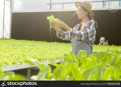 A young female farmer working in hydroponic greenhouse farm, clean food and healthy eating concept. Young female farmer working in hydroponic greenhouse farm, clean food and healthy eating concept