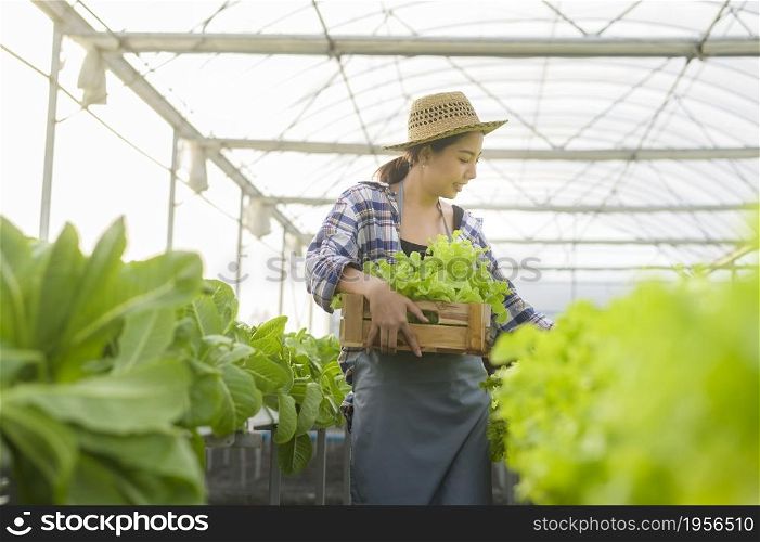A young female farmer working in hydroponic greenhouse farm, clean food and healthy eating concept. Young female farmer working in hydroponic greenhouse farm, clean food and healthy eating concept