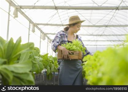 A young female farmer working in hydroponic greenhouse farm, clean food and healthy eating concept. Young female farmer working in hydroponic greenhouse farm, clean food and healthy eating concept