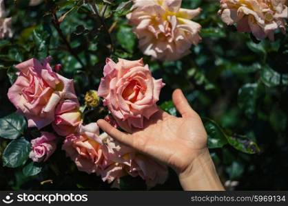 A young female hand is touching a rose on a sunny day